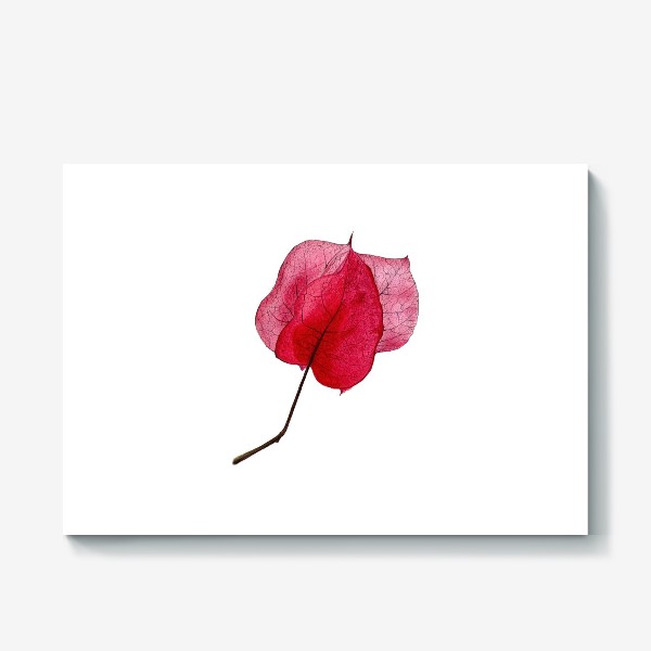 Холст «Розовый цветок бугенвиллея»