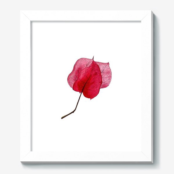 Картина «Розовый цветок бугенвиллея»