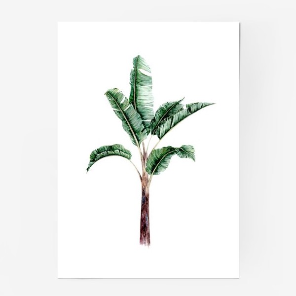 Постер «Тропики банановое дерево»