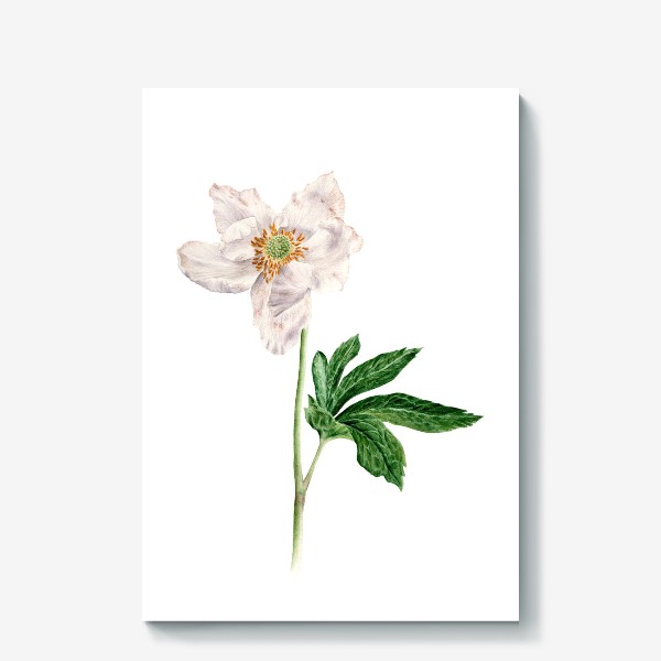 Холст &laquo;Ветреница лесная ботаническая иллюстрация&raquo;