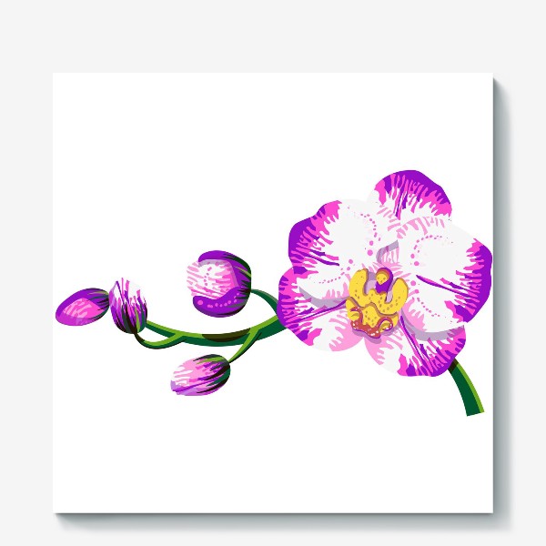Холст «Цветок орхидея фалинопсис»