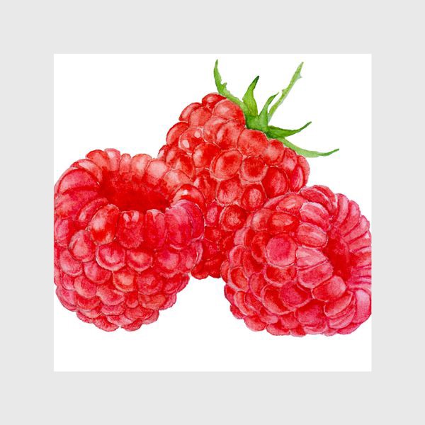 Шторы «Raspberries on white background, watercolor drawing.»