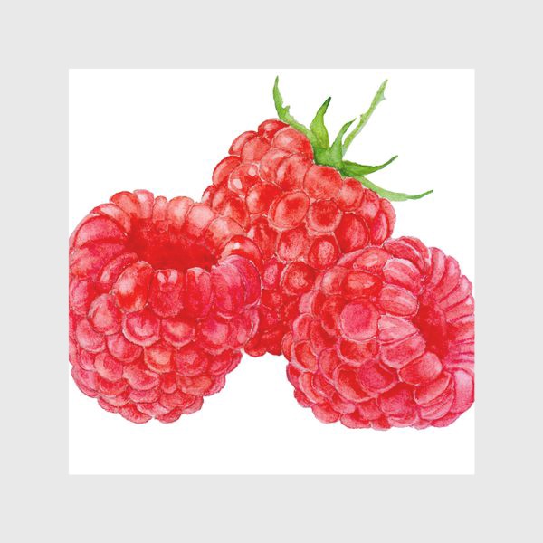 Скатерть «Raspberries on white background, watercolor drawing.»