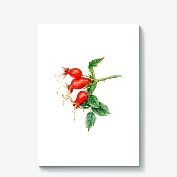 Холст «Ветка шиповника ботаническая иллюстрация акварель»