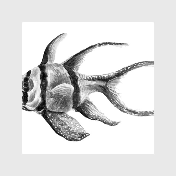 Шторы «Рыба  Тюлевый апогон или Птерапогон каудерна рыбка»