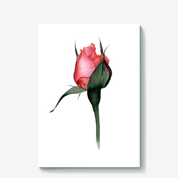 Холст «Нежный бутон розы ботаническая иллюстрация акварель»