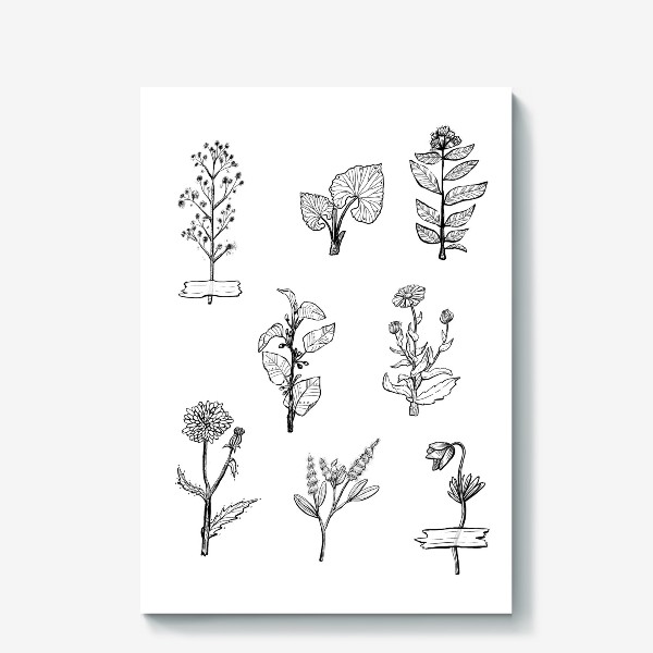 Холст «Herbals. Botanica. Ботаническая иллюстрация»