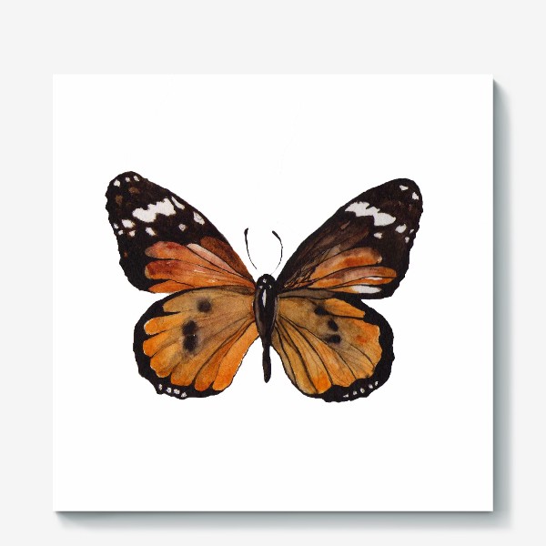 Холст «Тропическая бабочка»
