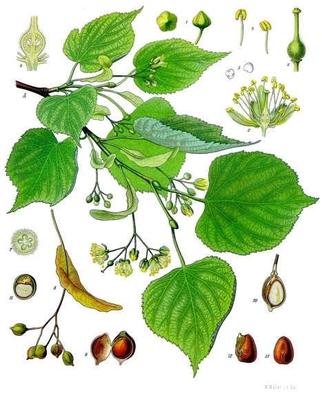 "Tilia cordata" из сборника "Medizinal Pflanzen", Köhler